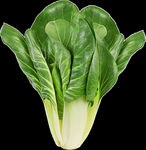 油菜