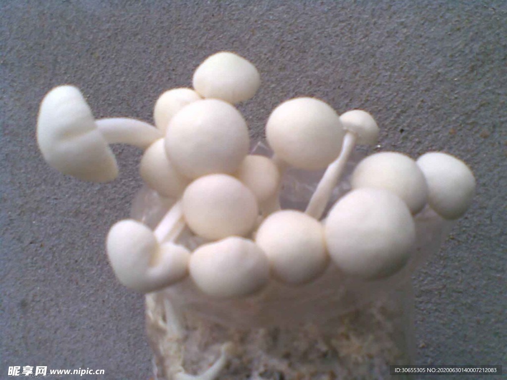 白茶树菇