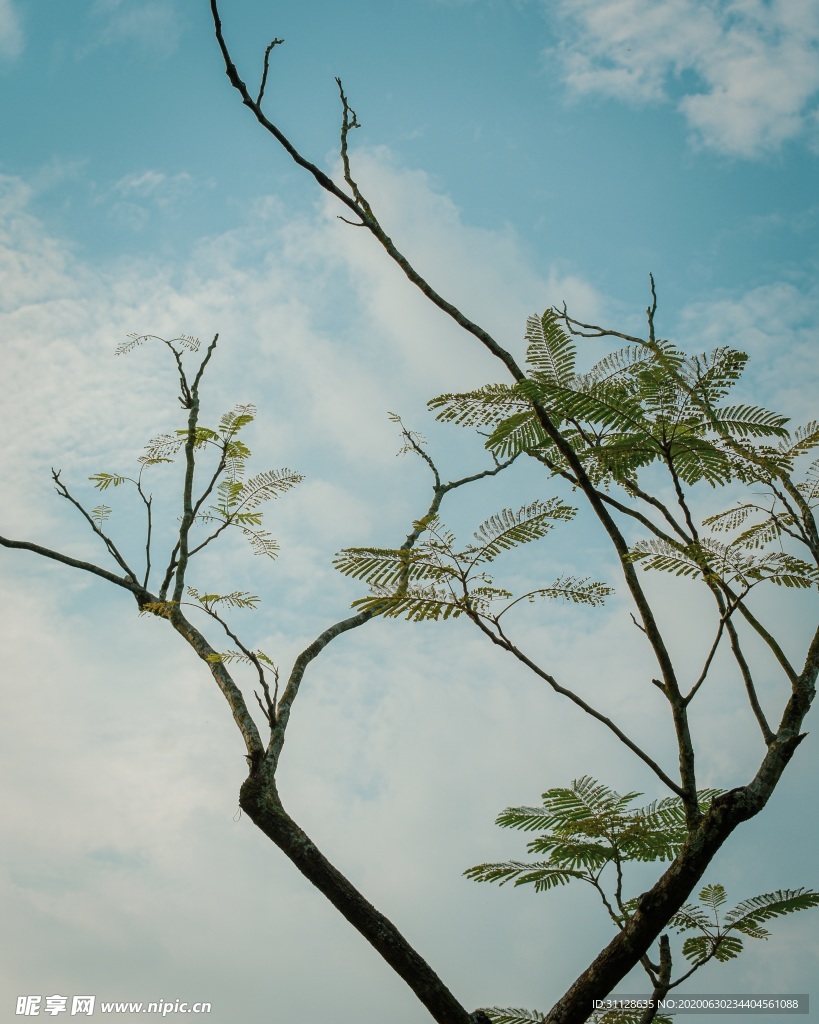 天空 树木