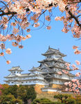樱花树日式古典建筑素