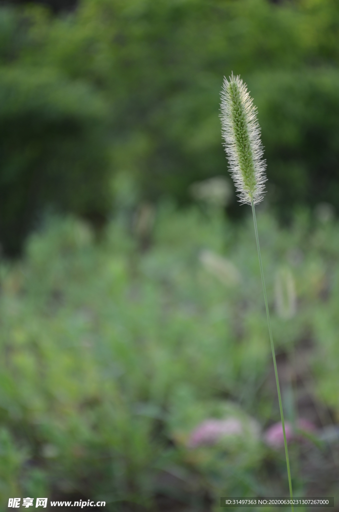 狗尾草特写