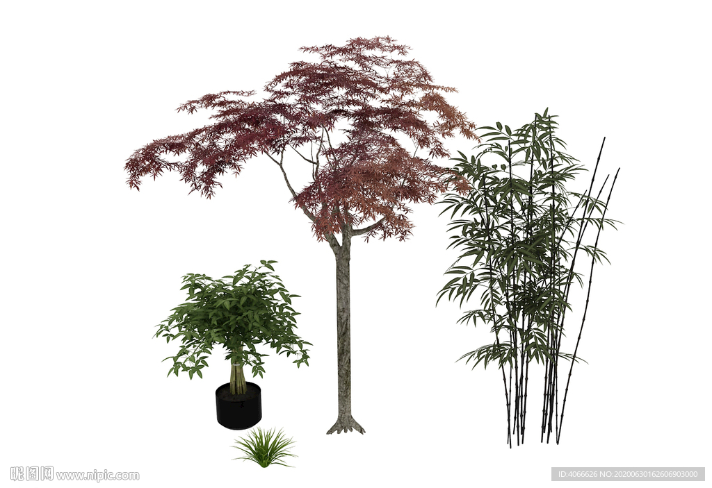 植物树竹子3d模型