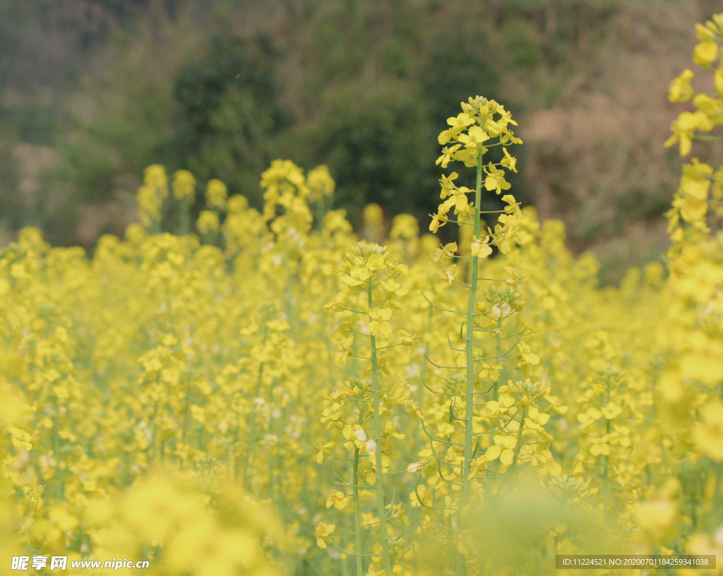 油菜花