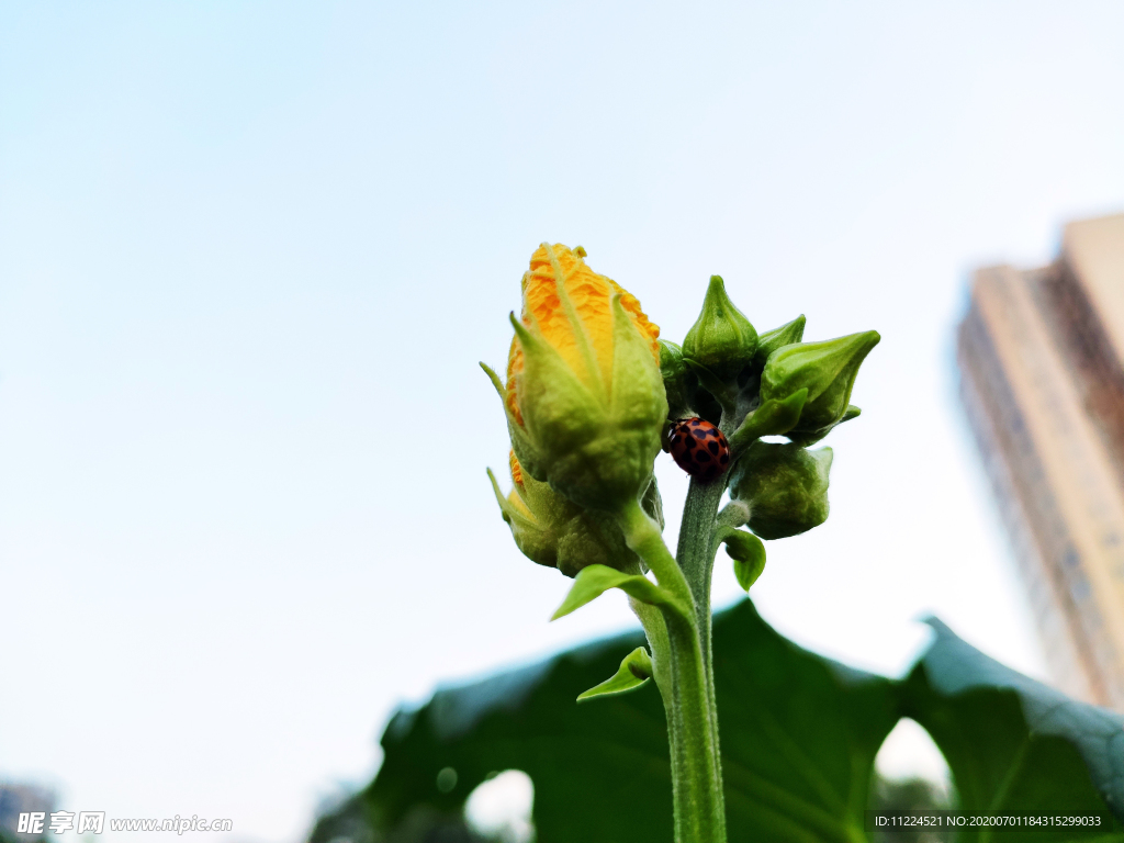 鲜花 花苞