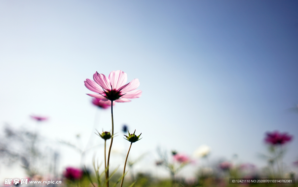 格桑花