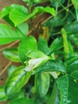 百香果