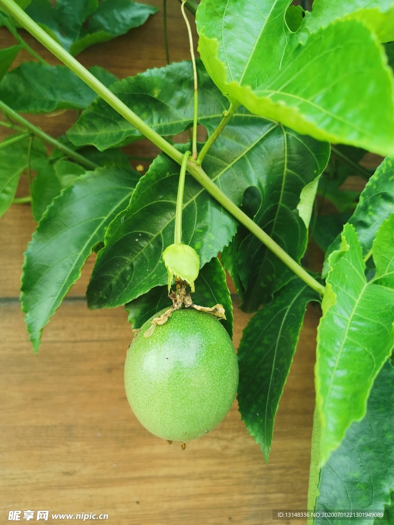 百香果