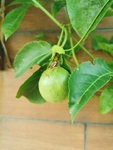 百香果