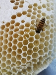 蜂蜜