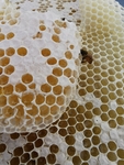 蜂蜜