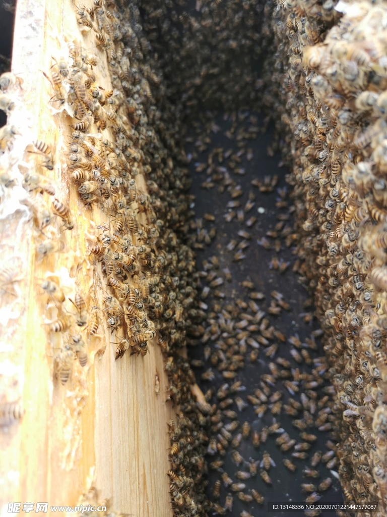 蜂蜜