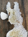 蜂蜜