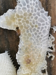 蜂蜜