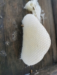 蜂蜜