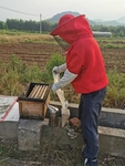 蜂蜜