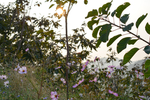 山上野花
