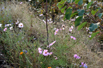 山上野花