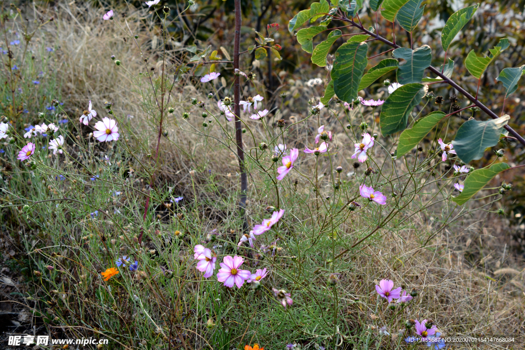 山上野花