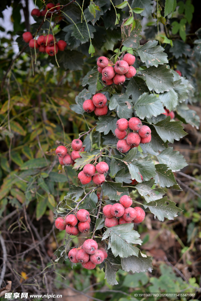 山楂树