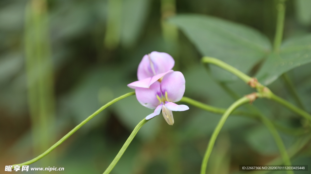 豆角花