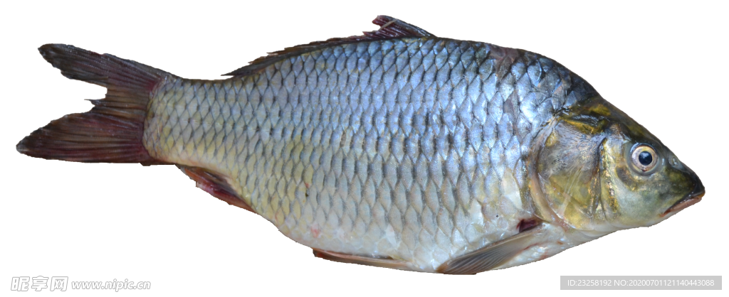 鱼素材