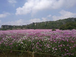 花海