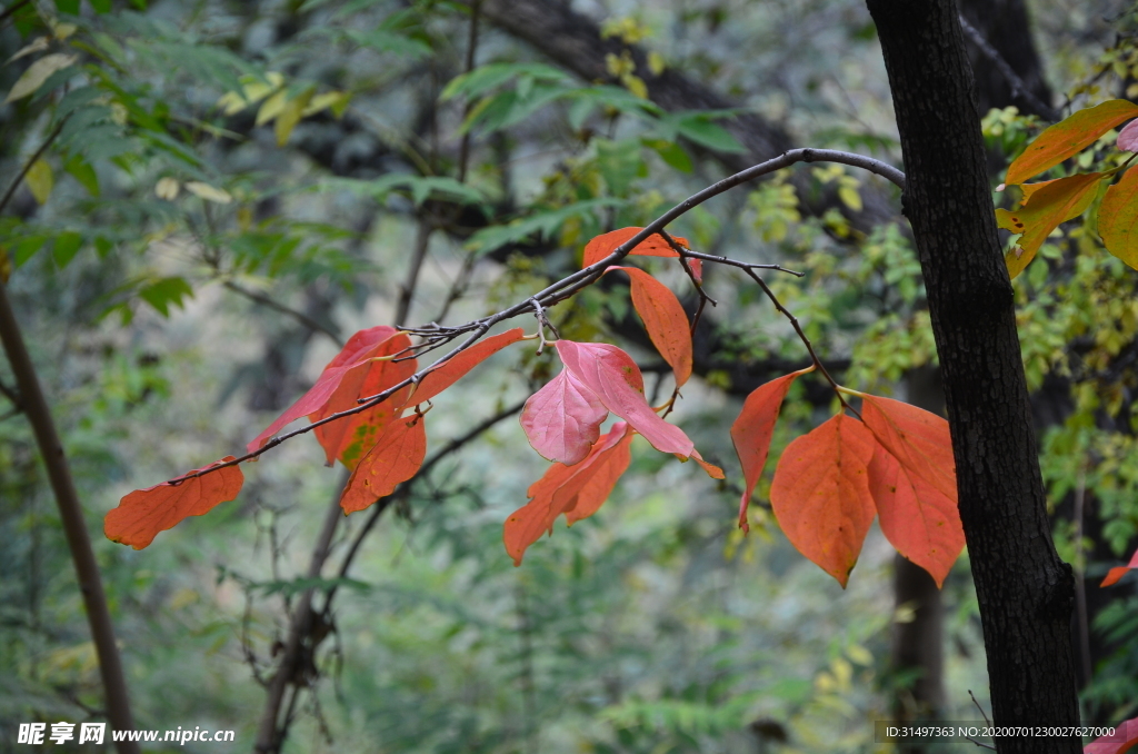 红叶