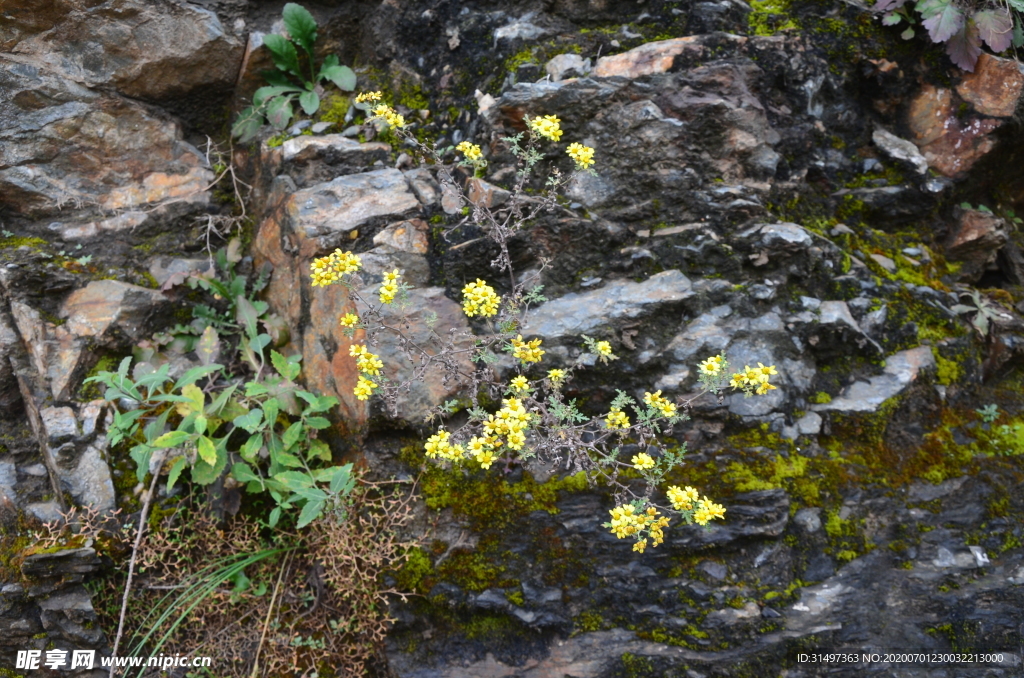 石缝里的小黄花