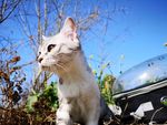 猫咪