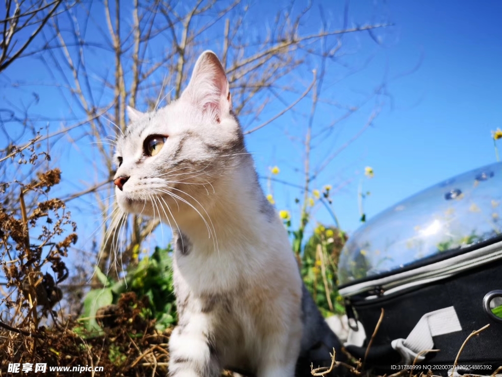 猫咪