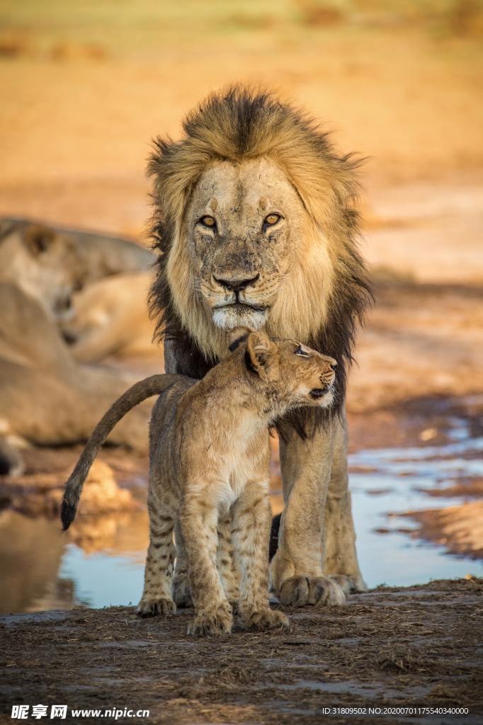 狮子与小狮子