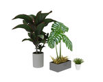 大植物3d模型