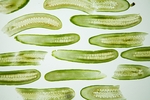 水果蔬菜
