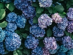 蓝色绣球花