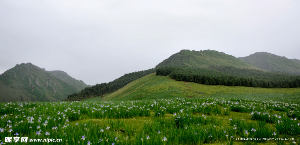 冰沟河 马兰花草原