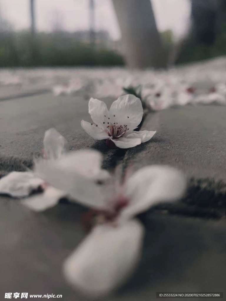 落花