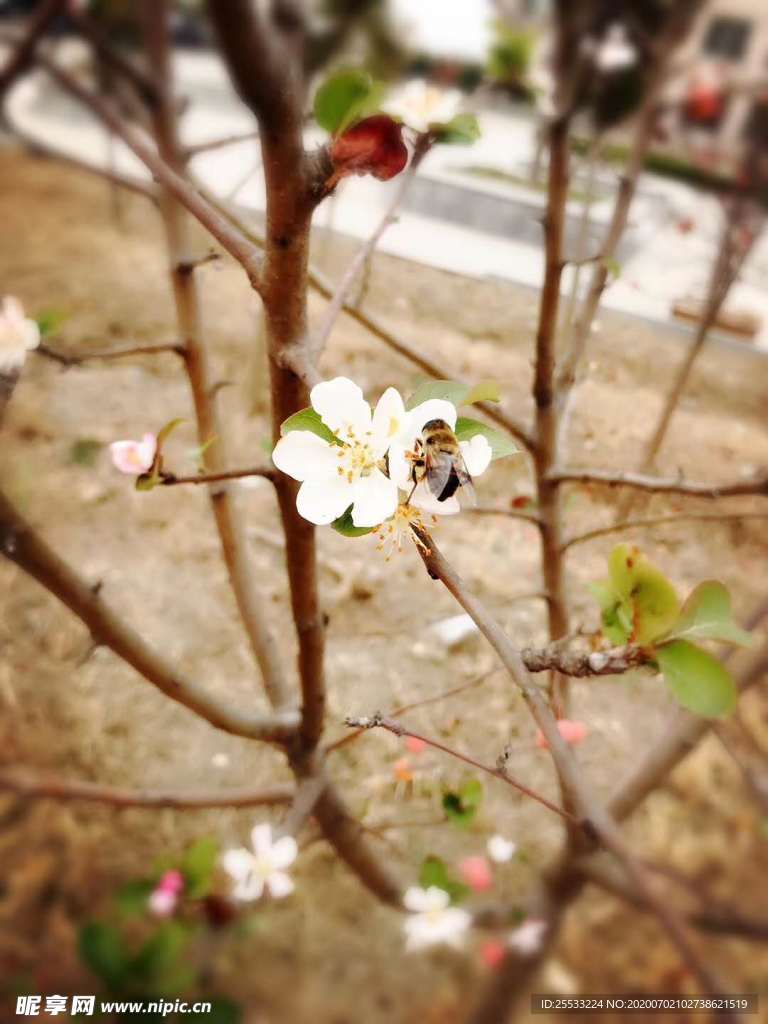 蜜蜂采蜜