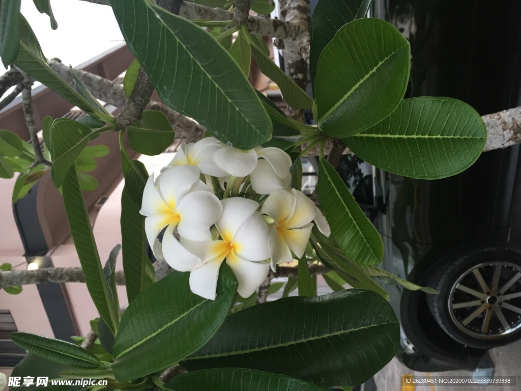 太阳花 鸡蛋花