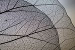 高清树叶叶脉图片