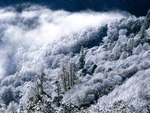 自然雪景