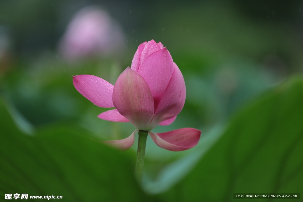 荷花