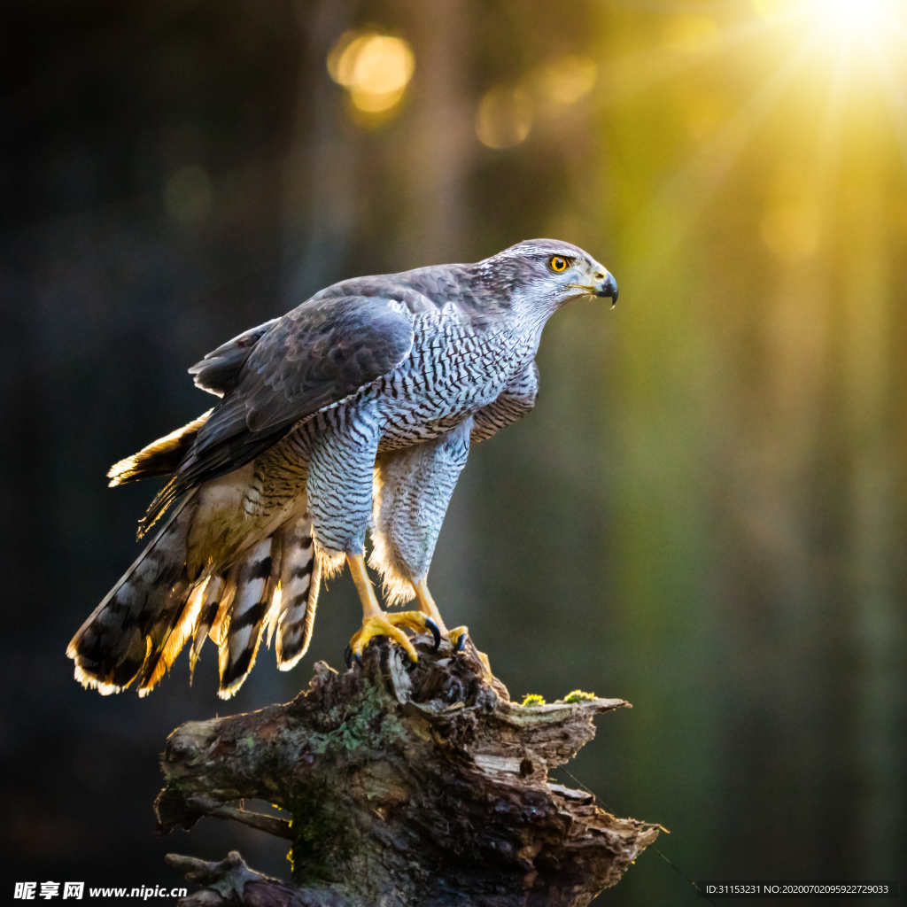 鹰