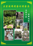 黄金茶