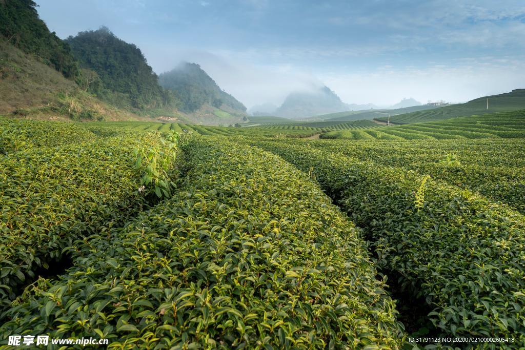 茶园