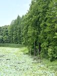 青山绿水