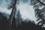 云雾森林