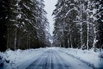 雪山树木