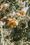 水果蔬菜