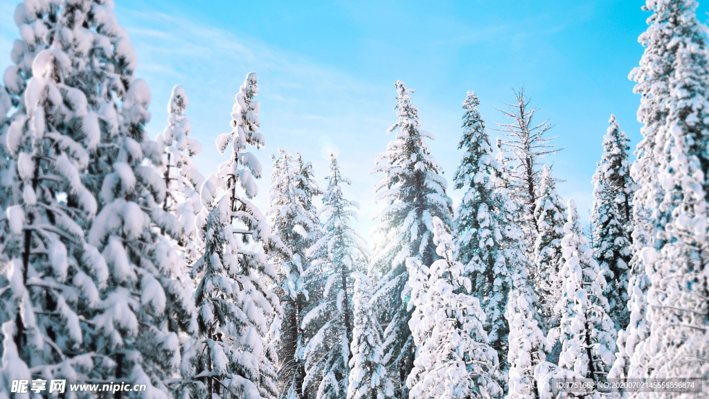浪漫唯美雪松圣诞高清大图