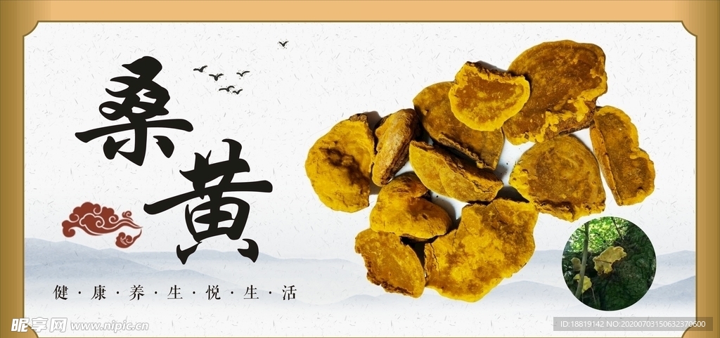 中药材 桑黄